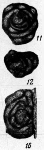Glomospira elegans Lipina, 1949
