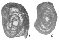 Glomospira (?) pseudopusilla Baryshnikov, 1980