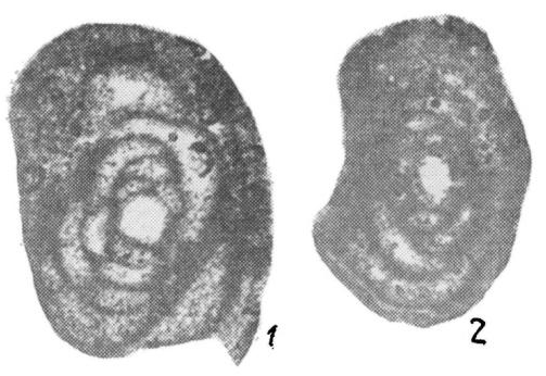 Glomospira (?) pseudopusilla Baryshnikov, 1980