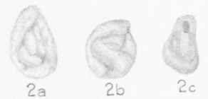 Glomospira simplex Harlton, 1928