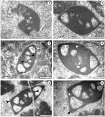 Decapoalina schaeferae (Zaninetti, Altıner, Dager & Ducret, 1982)