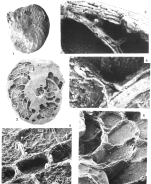 Heterostegina depressa d'Orbigny, 1826 Neotype