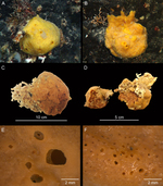 underwater pictures, holotype and openings