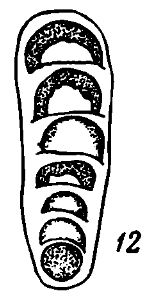 Geinitzina? pseudoovoides Lipina, 1949