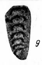 Geinitzina? pseudoovoides Lipina, 1949