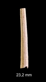 Coccodentalium radula (Gmelin, 1791)