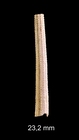 Coccodentalium radula (Gmelin, 1791)