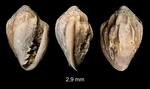 Marginella giuntellii Sosso, Brunetti & Dell'Angelo, 2015