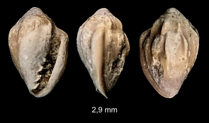 Marginella giuntellii Sosso, Brunetti & Dell'Angelo, 2015 Marginella giuntellii Sosso, Brunetti & Dell'Angelo, 2015