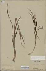 Carex obscuriceps syntype