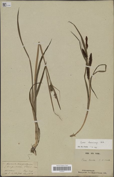 Carex obscuriceps syntype Carex obscuriceps syntype