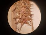 Mature perigynia from isosyntype at P