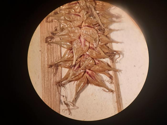 Mature perigynia from isosyntype at P Mature perigynia from isosyntype at P