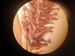 Immature perigynia of isosyntype of Carex obscuriceps