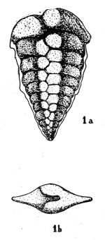 Bolivina ferasini Proto Decima, 1960