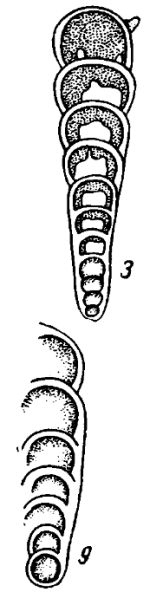 Nodosaria shikhanica Lipina, 1949