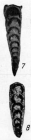 Nodosaria shikhanica Lipina, 1949