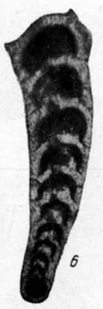 Nodosaria longa Lipina, 1949