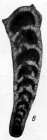 Nodosaria longa Lipina, 1949