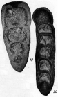 Nodosaria grandis Lipina, 1949