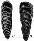 Geinitzina multicamerata Lipina, 1949