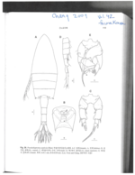 Pseudodiaptomus poplesia