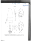 Pseudodiaptomus poplesia