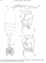 Pseudodiaptomus inopinus female