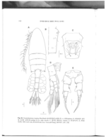 Pseudodiaptomus inopinus male