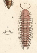 Original description fig. 4a-b Polydesmus granulosus Palisot de Beauvois, 1805