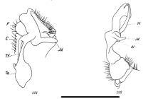 Oxydesmus variabilis 