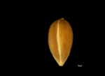 Nutlet of Carex conspecta NY04695306 1