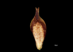 Utricle (adaxial) of Carex conspecta NY04695306 1
