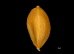 Nutlet of Carex oaxacana NY04695311 1