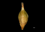 Utricle (abaxial) of Carex oaxacana NY04695311 1