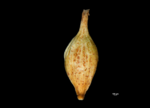 Utricle (adaxial) of Carex oaxacana NY04695311 1