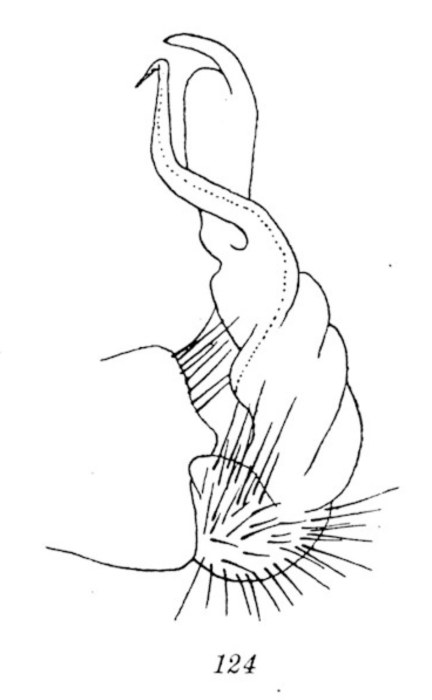 Plagiodesmus mammatus Plagiodesmus mammatus