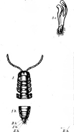 Paradesmus sanguicornis