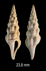 Stenodrillia bellardii (Desmoulins, 1842)