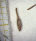 Utricle (adaxial) of Carex phaeothrix KYO00076467 1