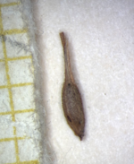 Utricle (abaxial) of Carex phaeothrix KYO00076467 1