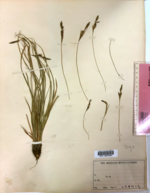 Holotype of Carex phaeothrix KYO00076467