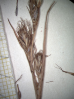 Lateral spikes of Carex phaeothrix KYO00076467