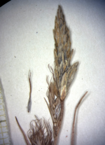 Terminal spikes of Carex phaeothrix KYO00076467