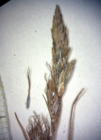 Terminal spikes of Carex phaeothrix KYO00076467