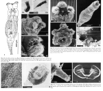 Abrochtha carnivora - Original description image
