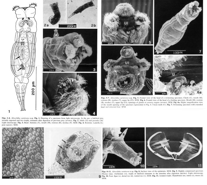 Abrochtha carnivora - Original description image