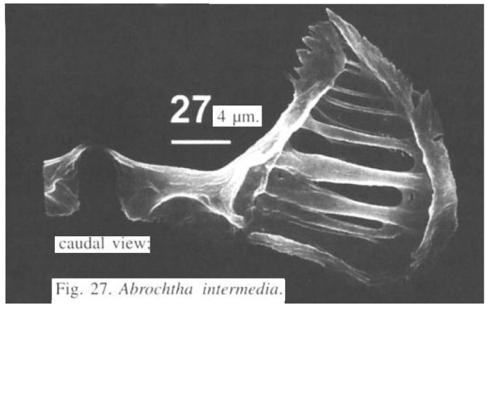Abrochtha intermedia
