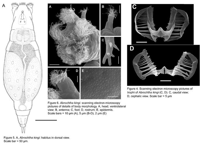 Abrochtha kingi - Original description image