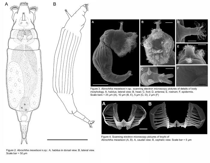 Abrochtha meselsoni - Original description image